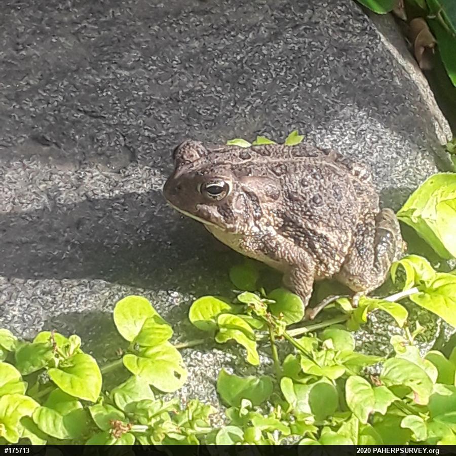 Fowler's Toad