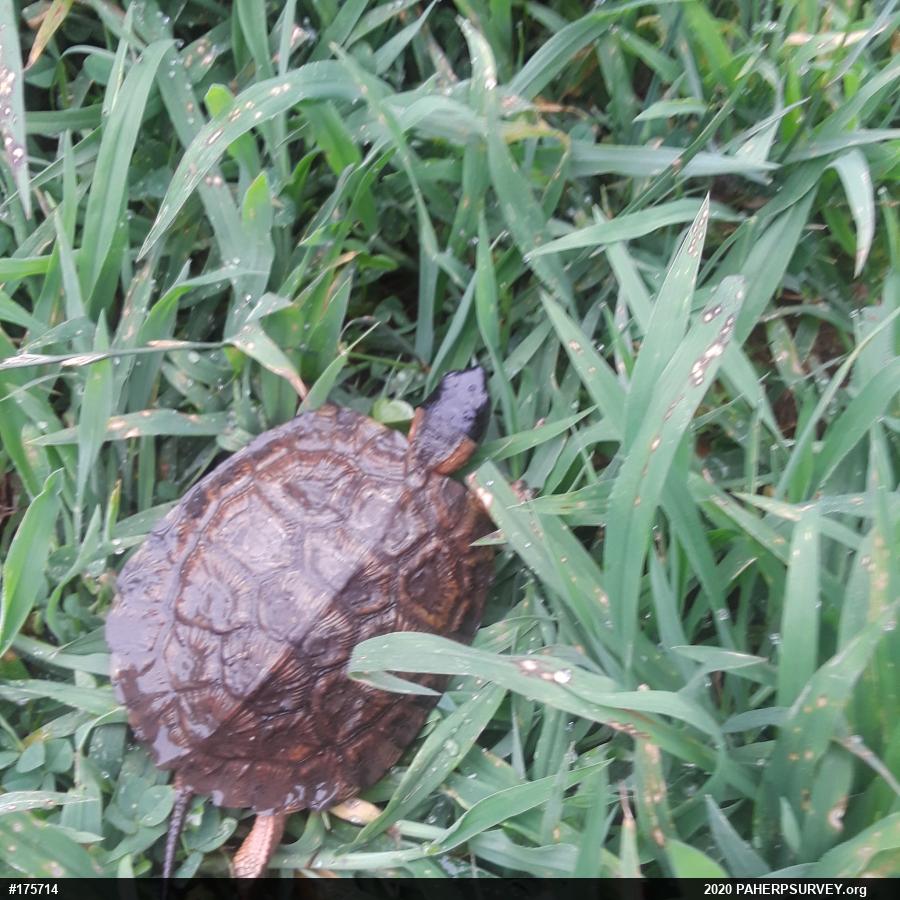 Wood Turtle