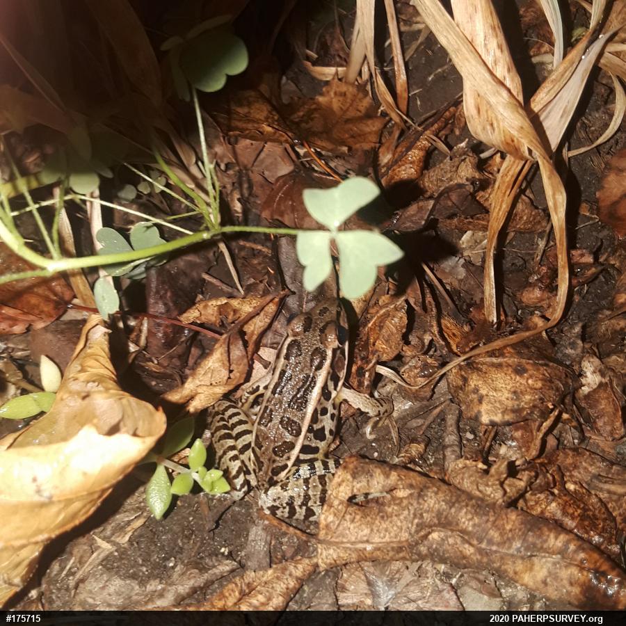 Pickerel Frog