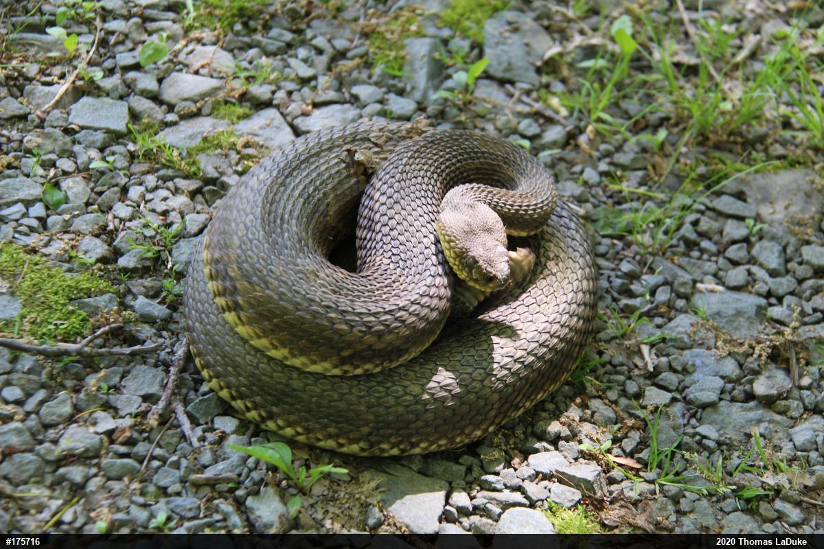 Timber Rattlesnake