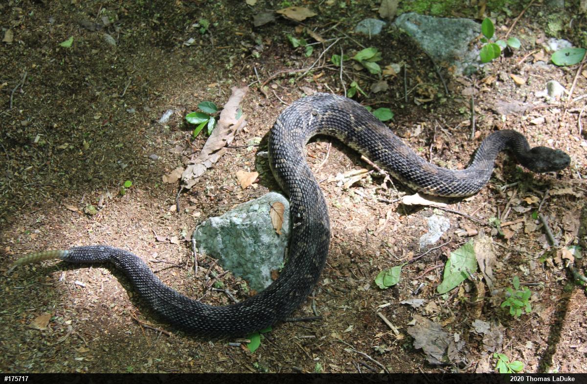 Timber Rattlesnake