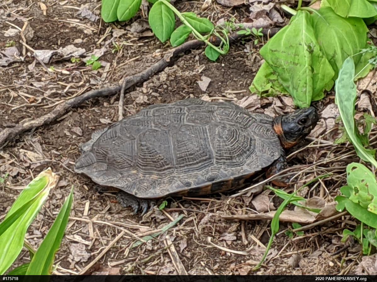 Wood Turtle