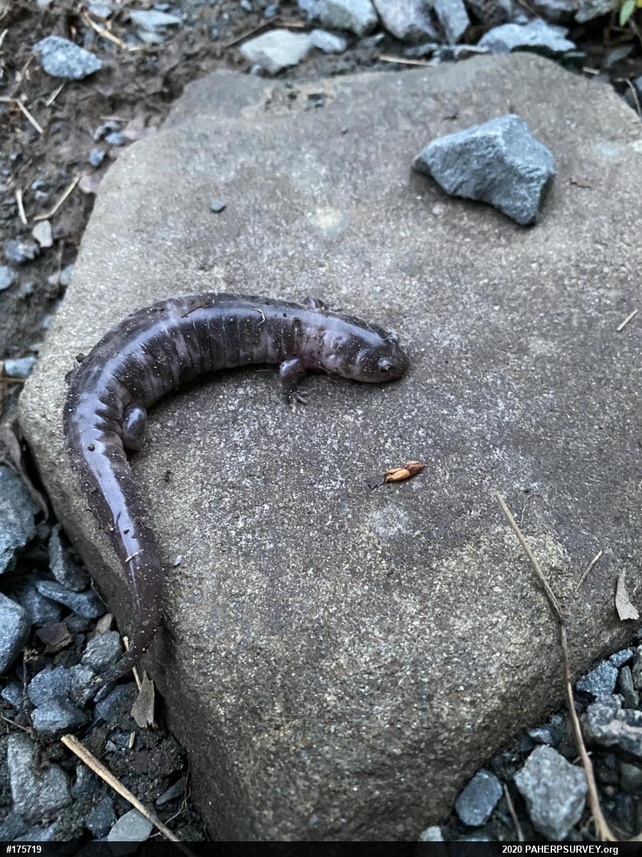 Northern Red Salamander