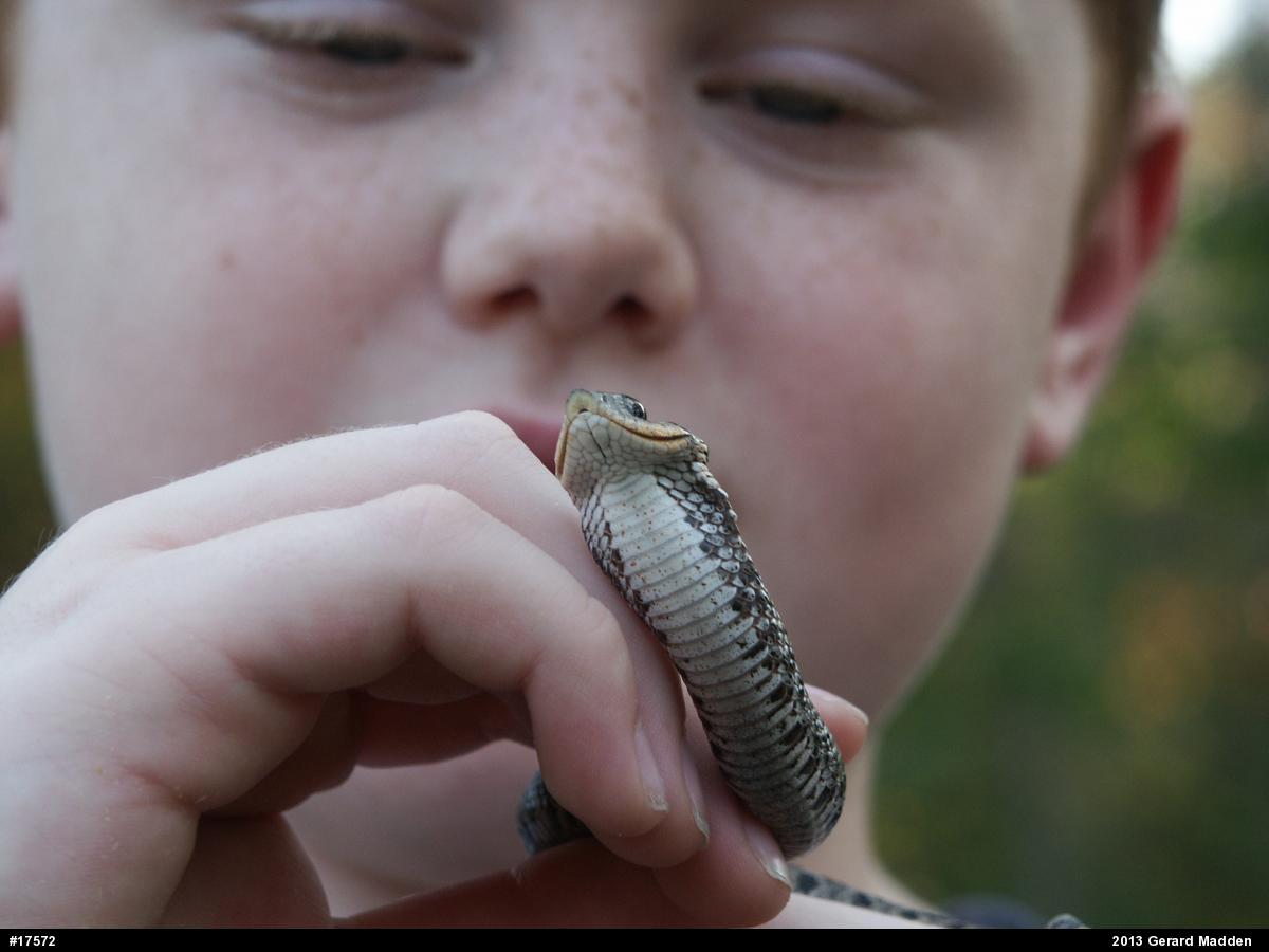 Eastern Hog-nosed Snake