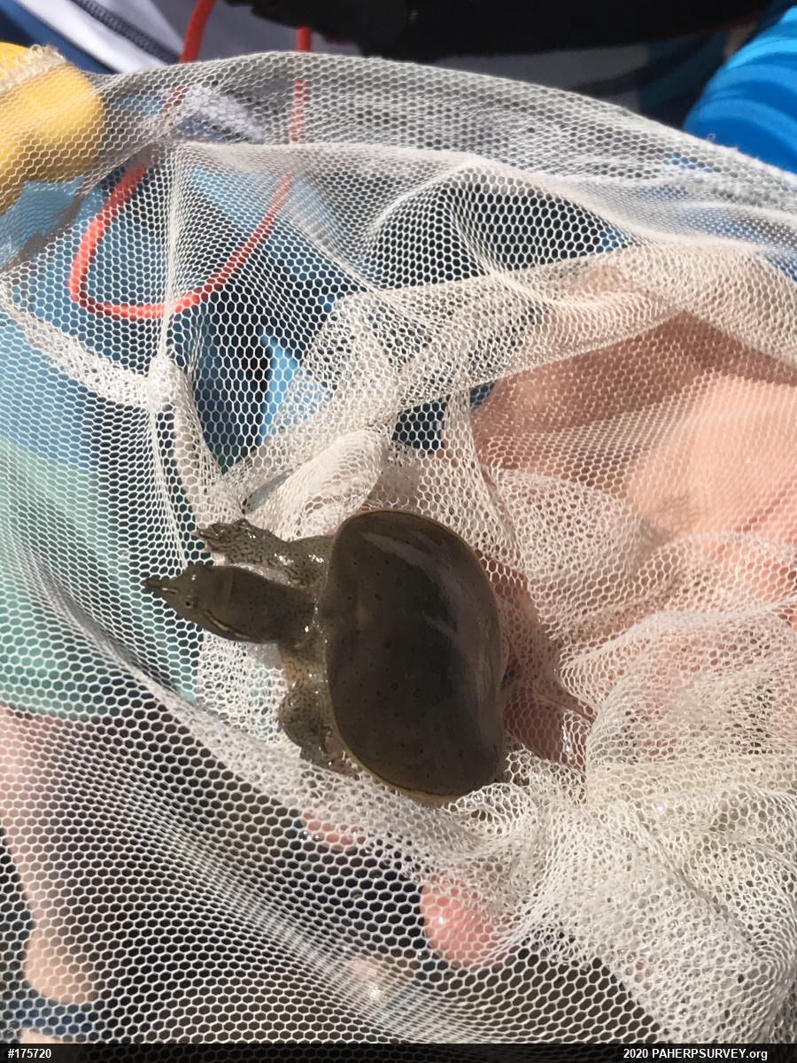 Eastern Spiny Softshell