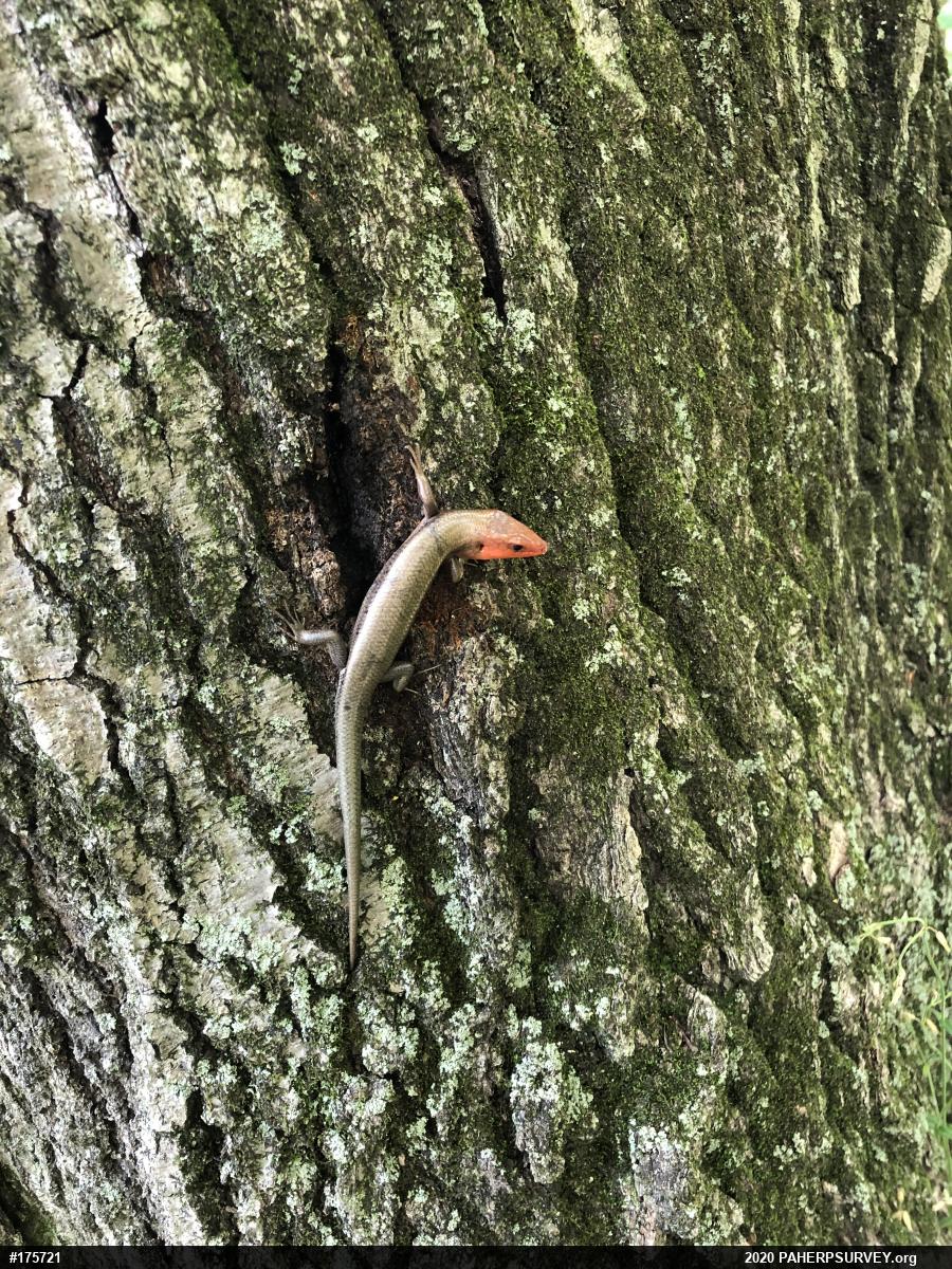 Skinks