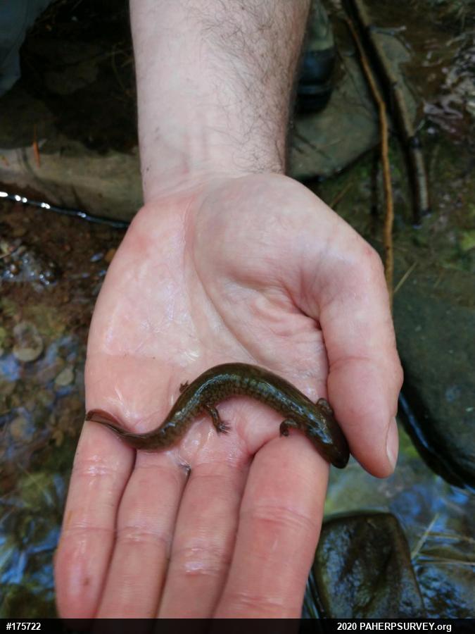 Northern Spring Salamander
