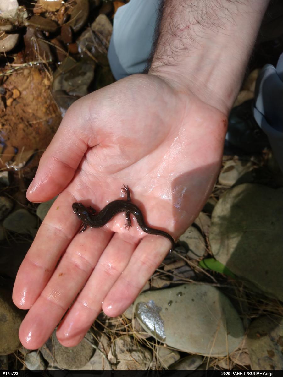Northern Dusky Salamander