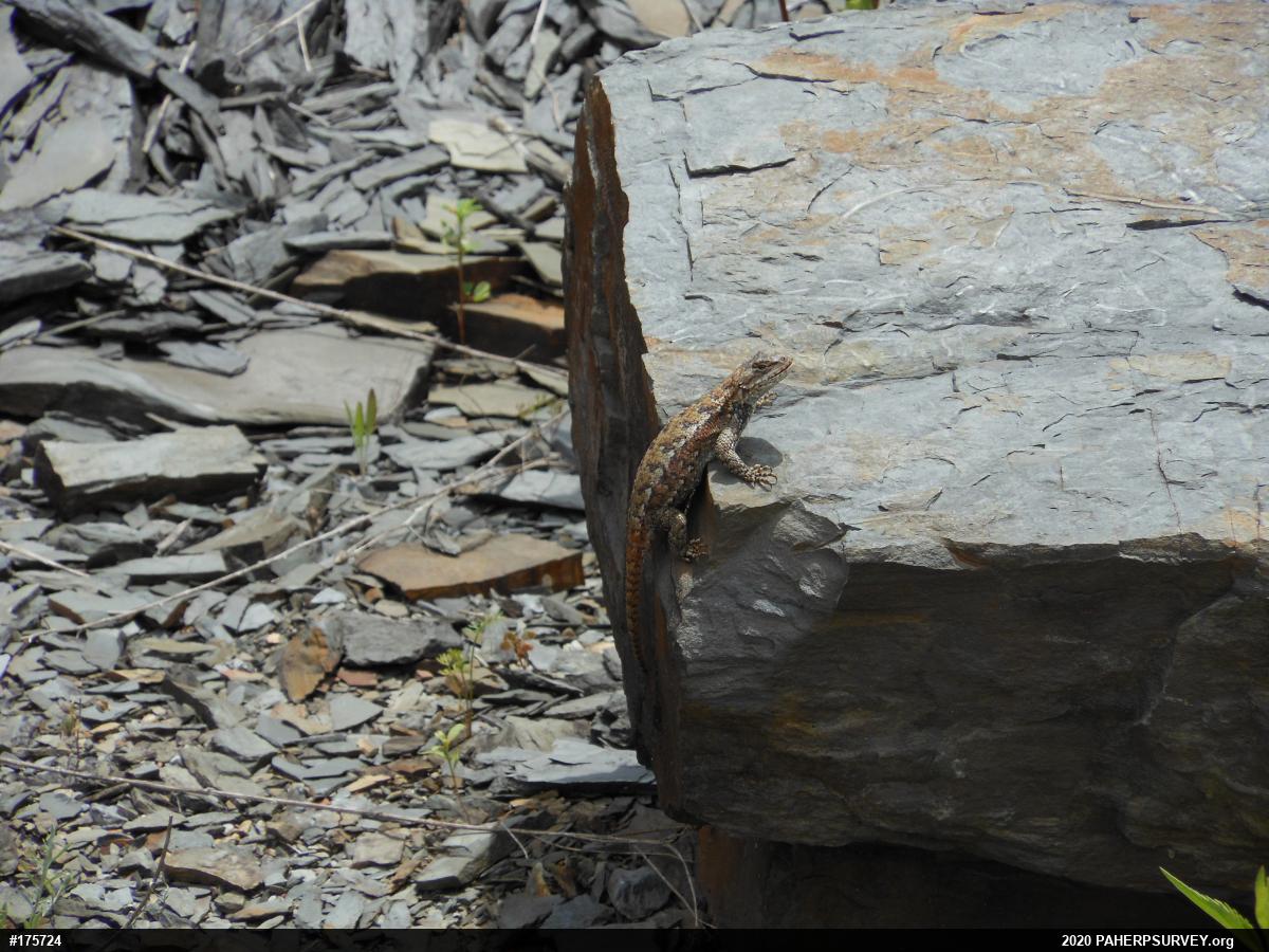 Eastern Fence Lizard