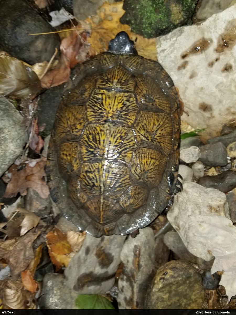 Wood Turtle