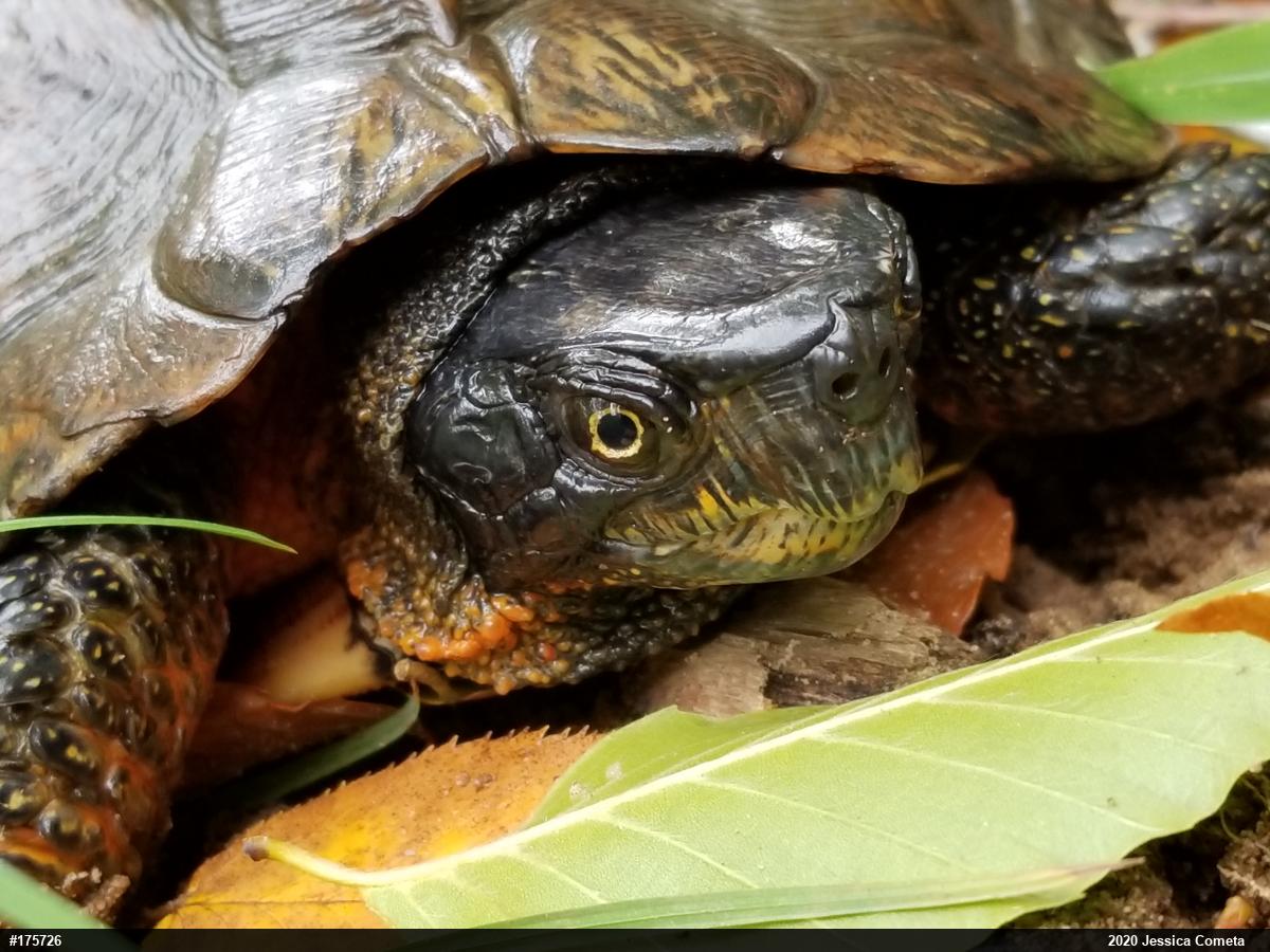 Wood Turtle