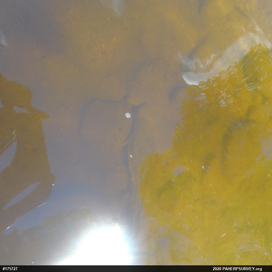 Eastern Hellbender