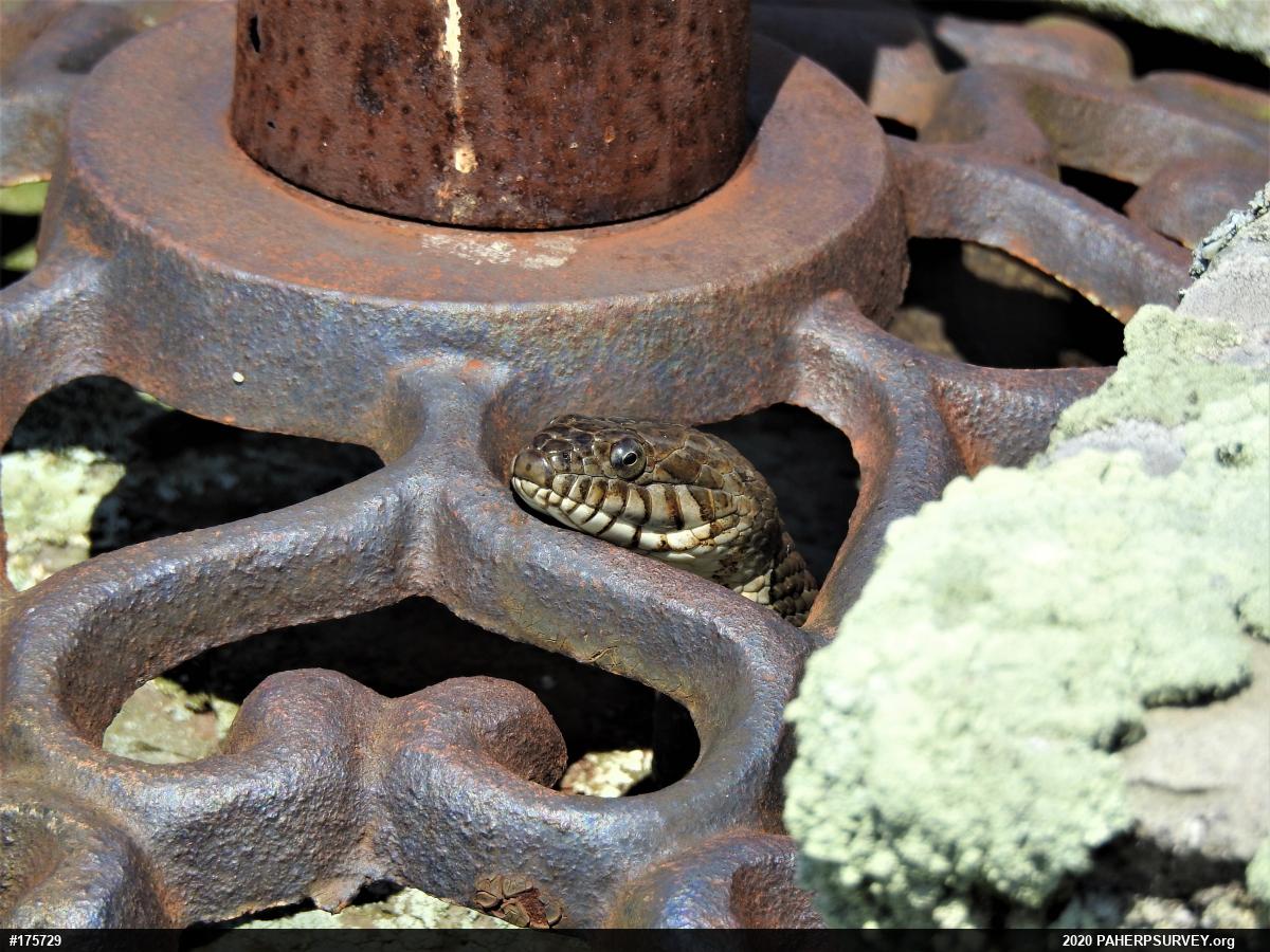 Northern Watersnake