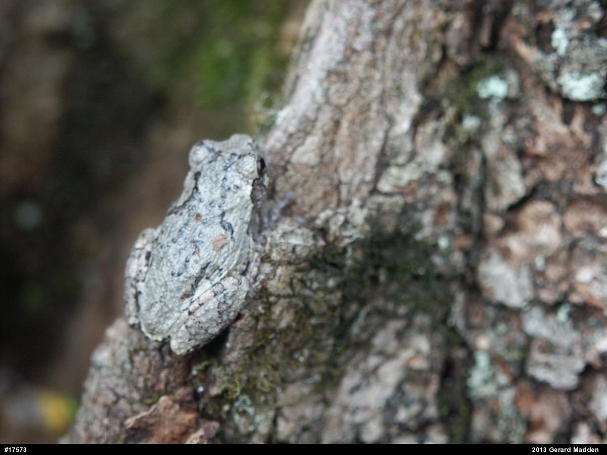 Gray Treefrog