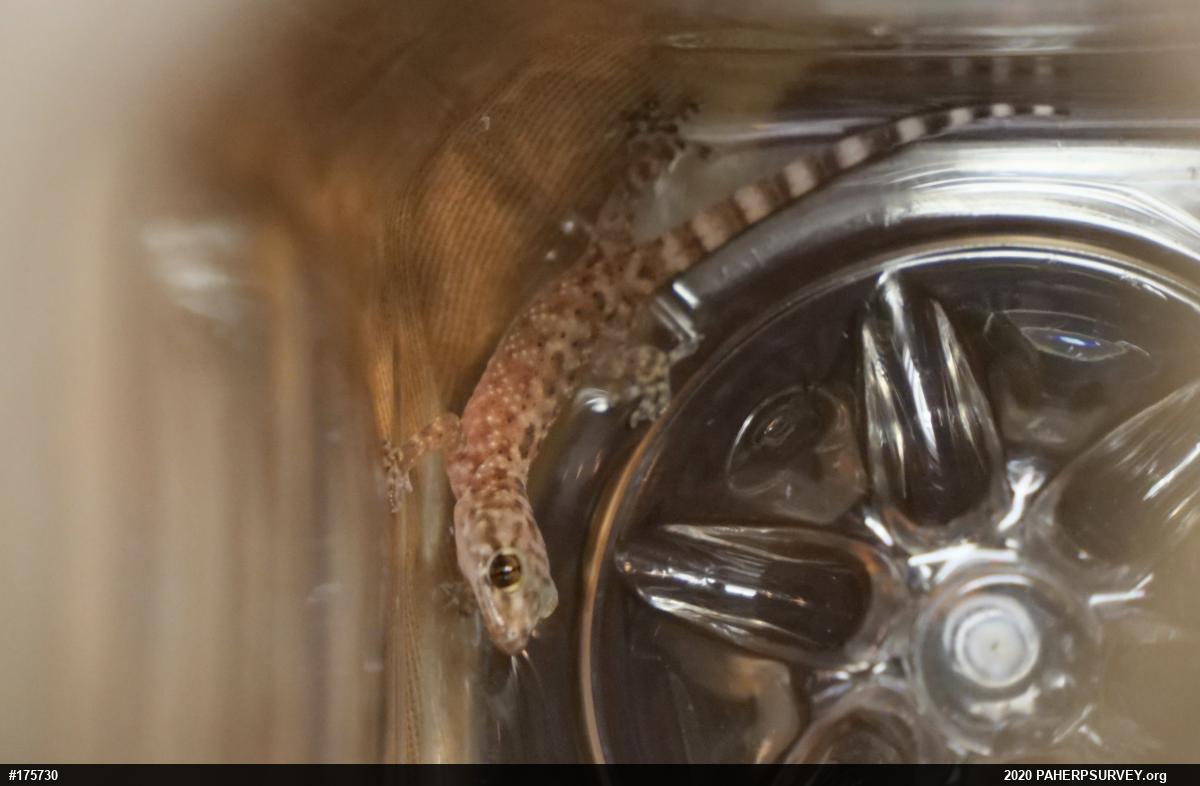 Mediterranean House Geckos