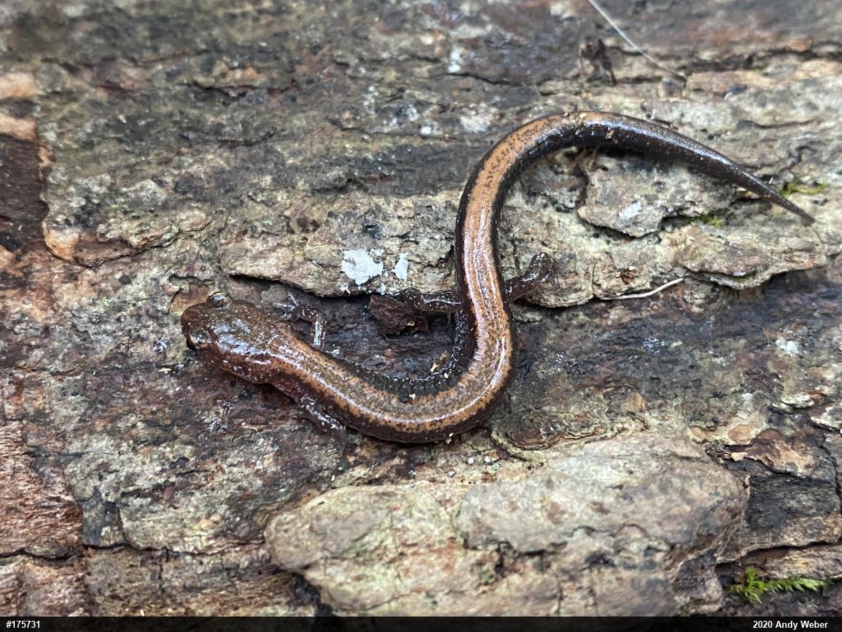Eastern Red-backed  Salamander
