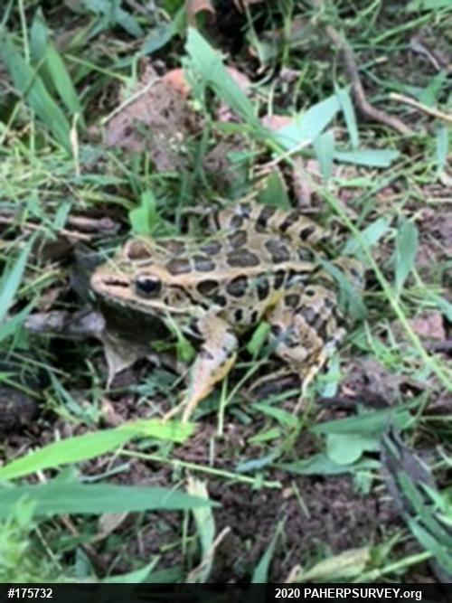 Pickerel Frog