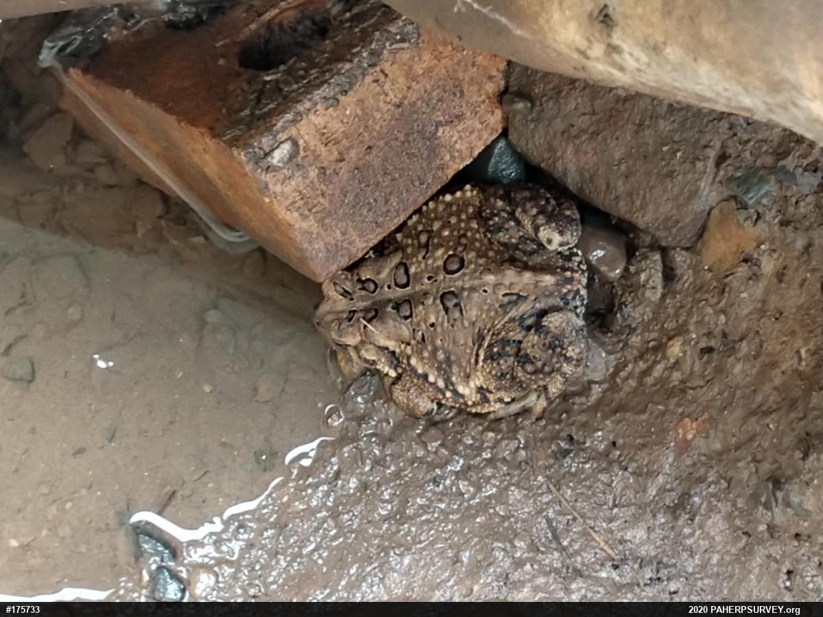 Eastern American Toad
