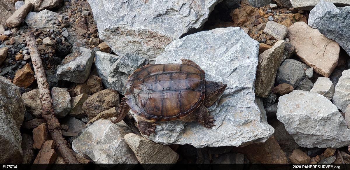 Snapping Turtle