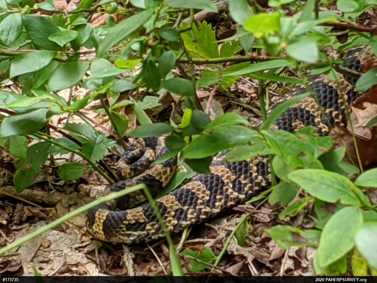 Eastern Hog-nosed Snake