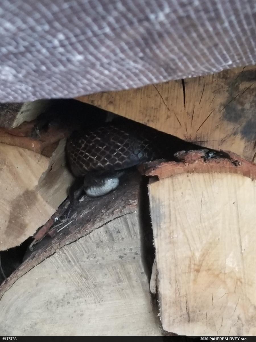 Eastern Ratsnake