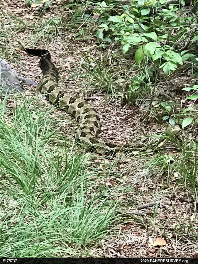 Timber Rattlesnake