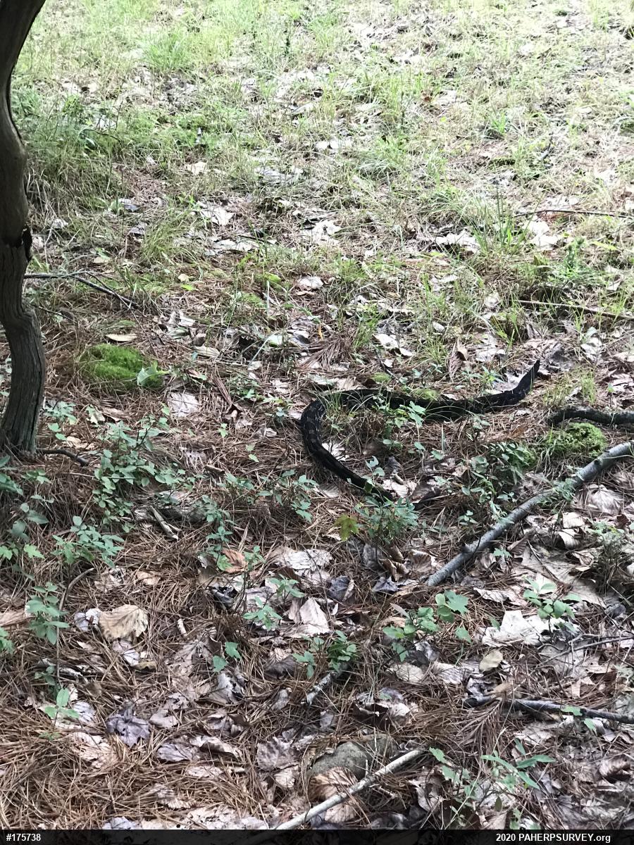 Timber Rattlesnake