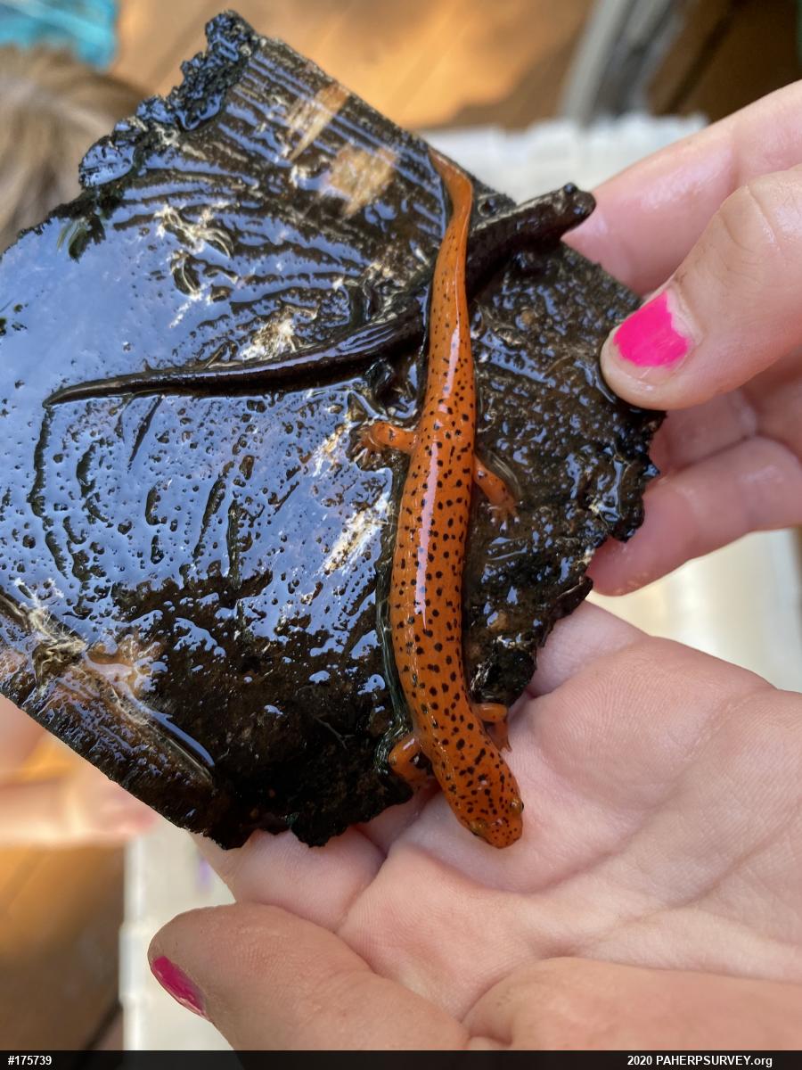 Northern Red Salamander
