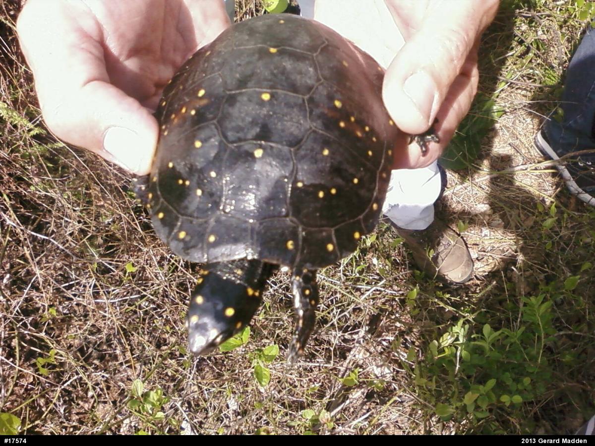 Spotted Turtle