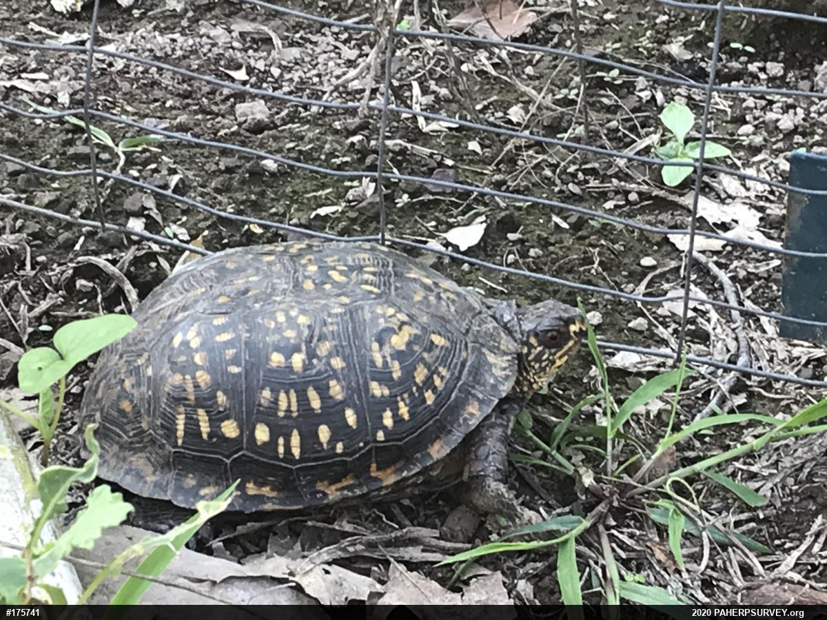 Eastern Box Turtle