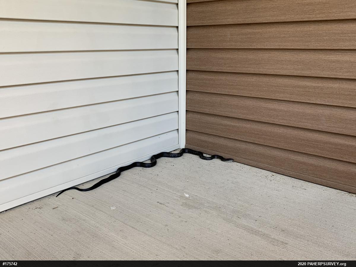 Eastern Ratsnake