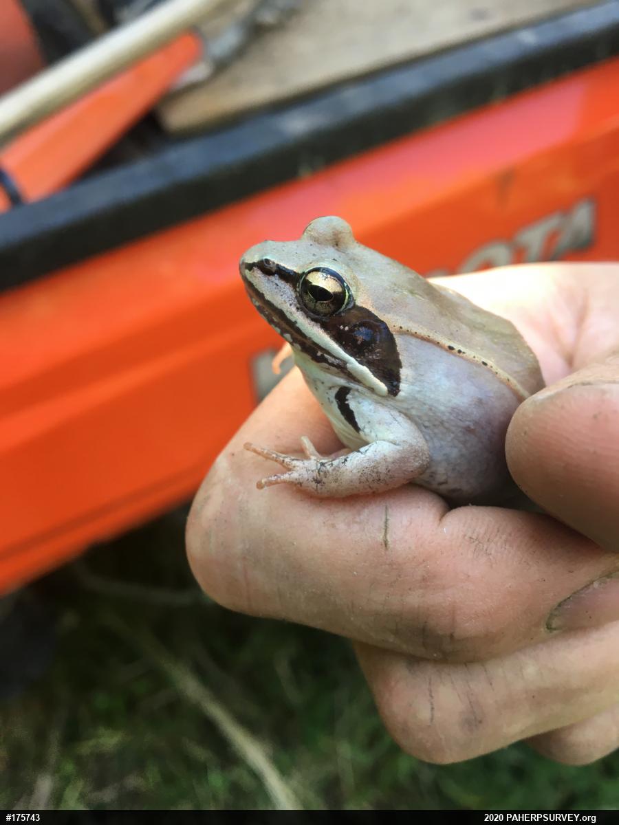 Wood Frog