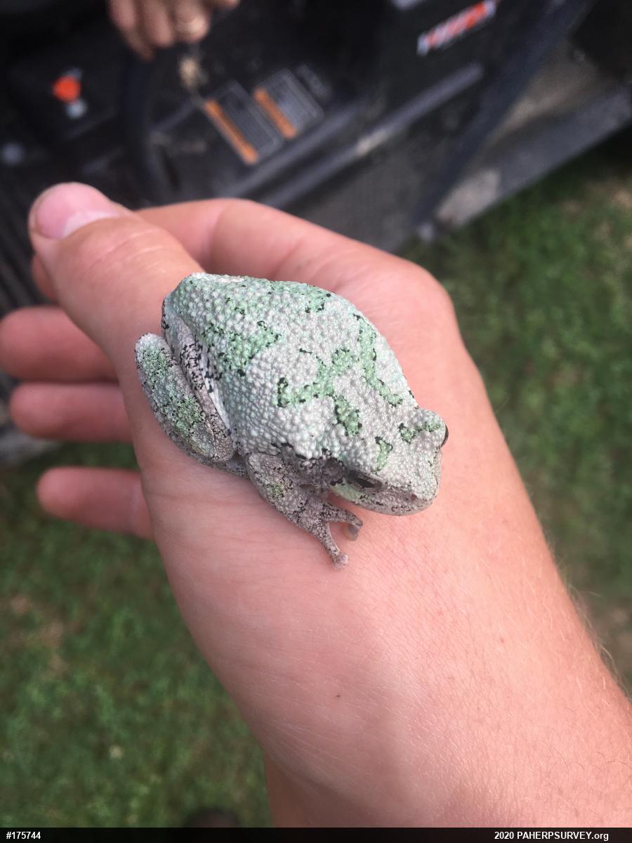 Unknown Gray Treefrog
