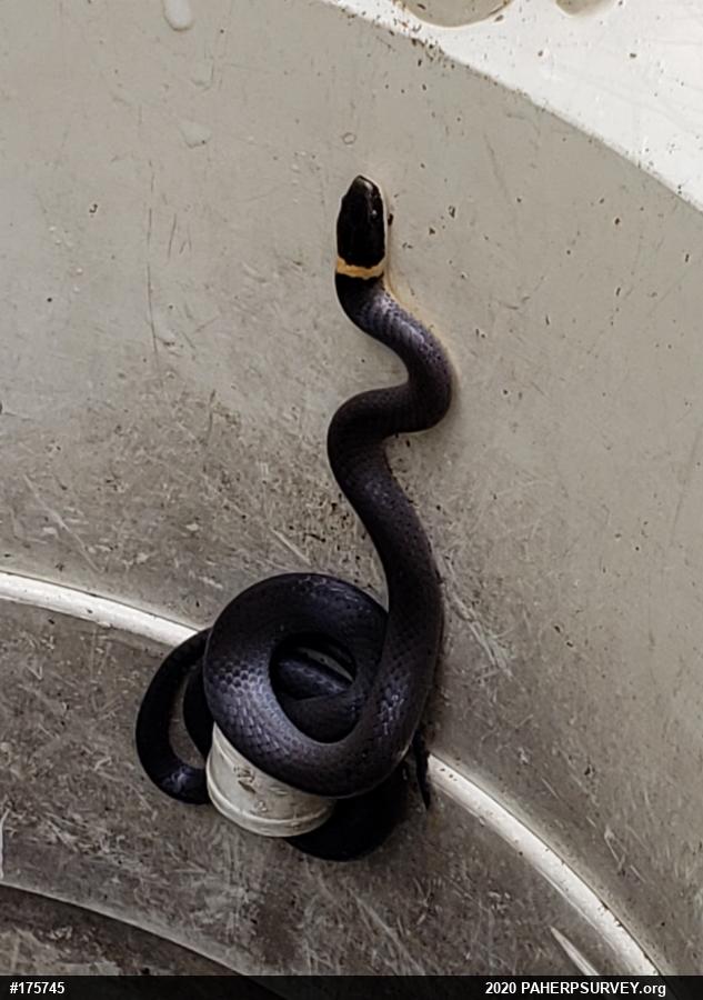 Northern Ring-necked Snake
