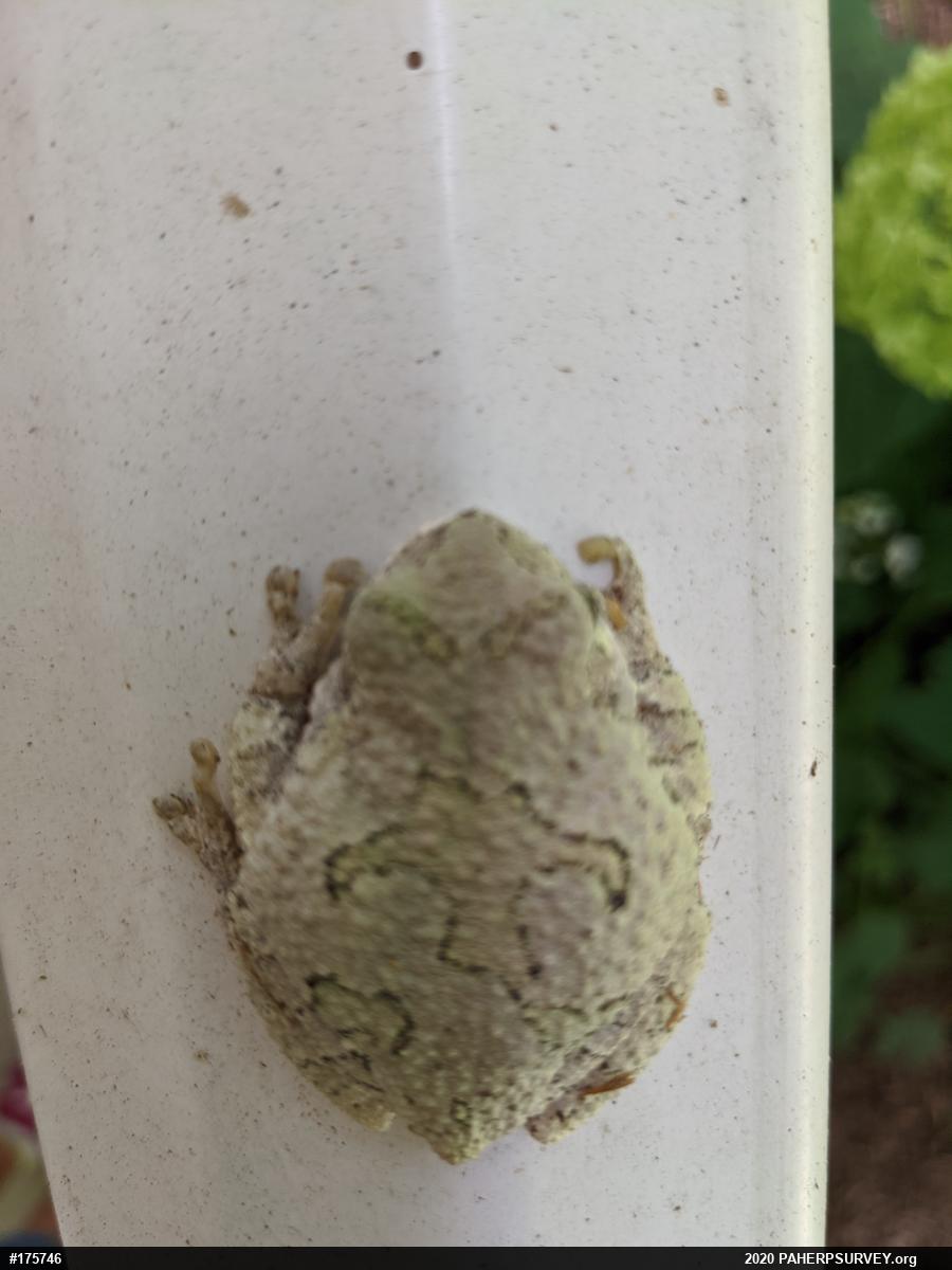 Unknown Gray Treefrog