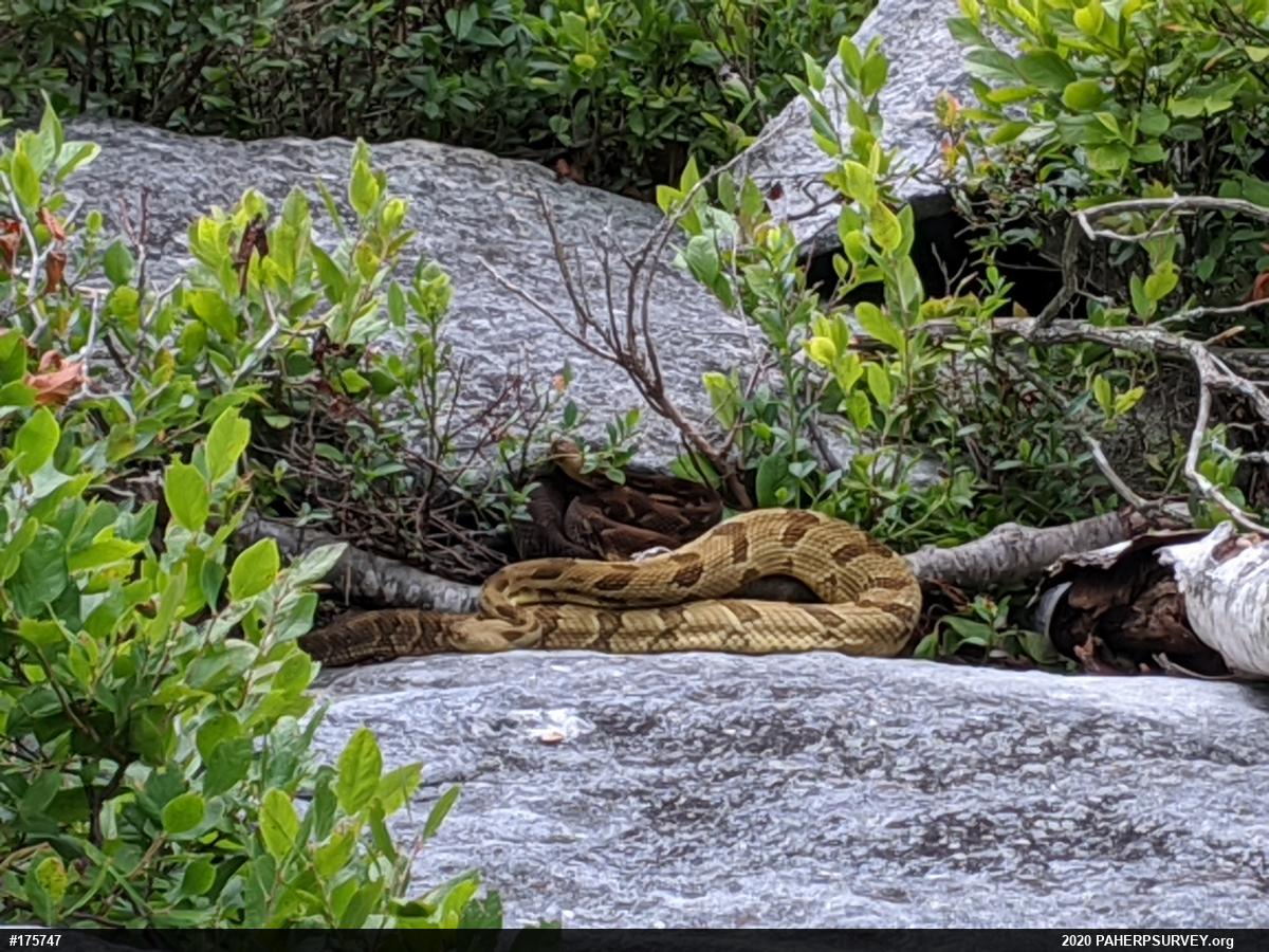 Timber Rattlesnake