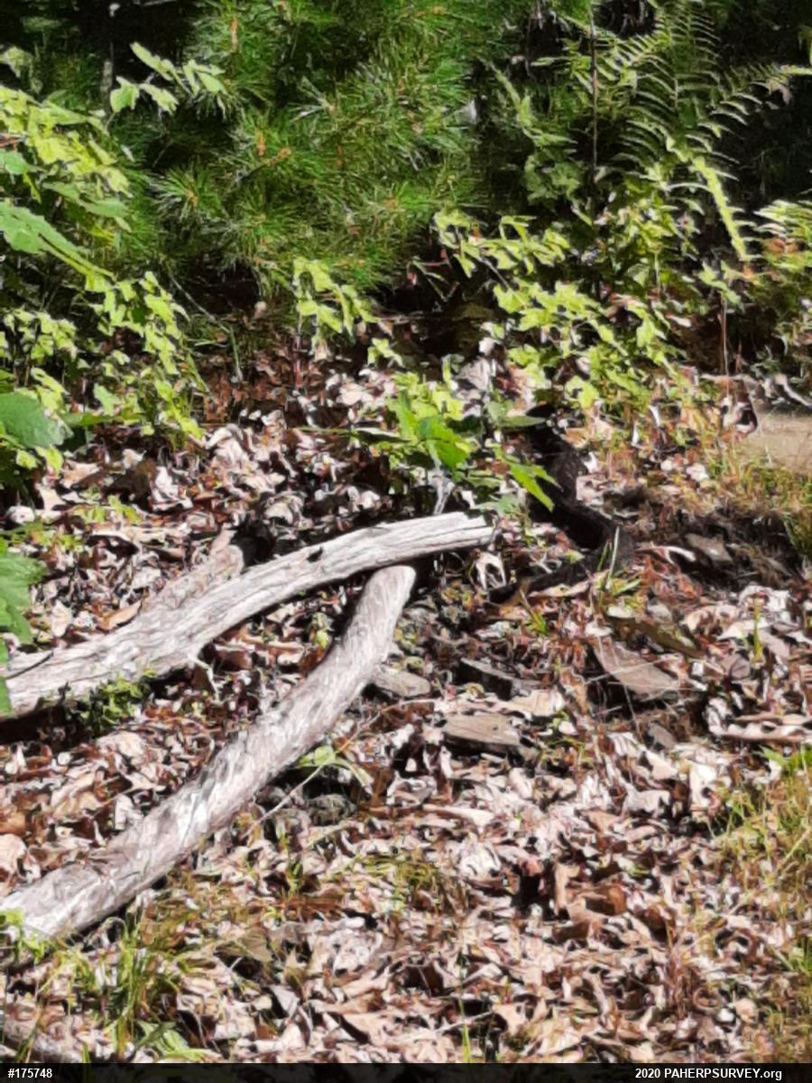 Timber Rattlesnake