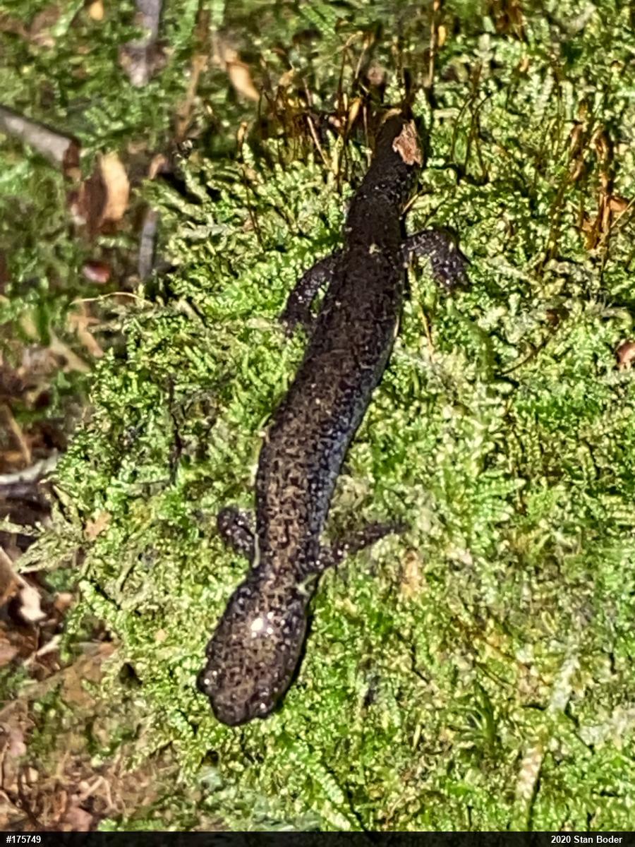Woodland Salamanders