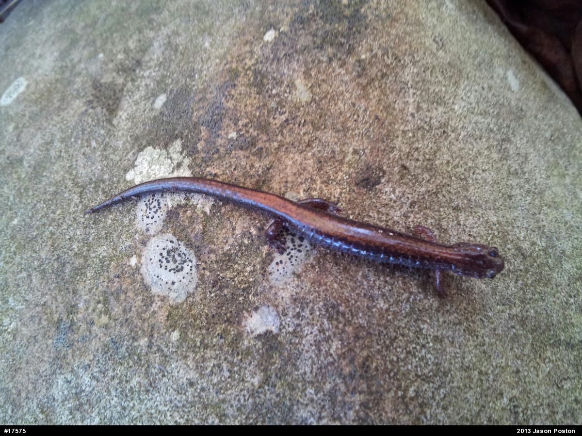 Eastern Red-backed  Salamander