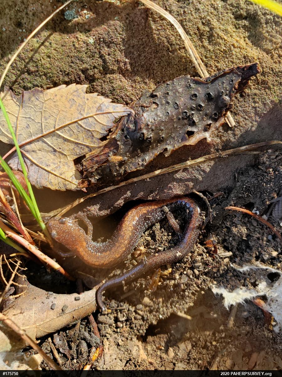 Eastern Red-backed  Salamander