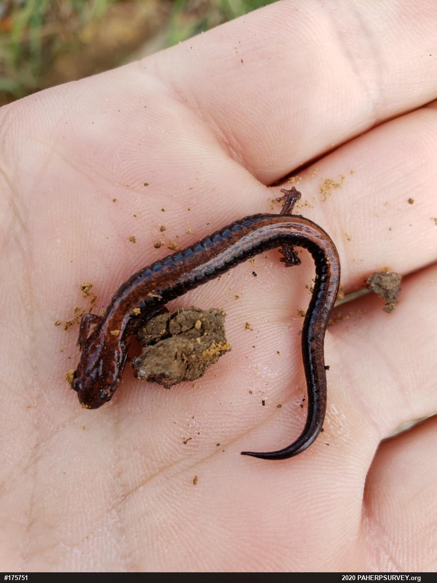 Eastern Red-backed  Salamander