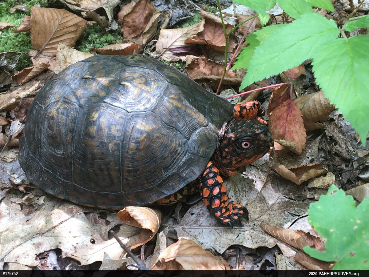 Eastern Box Turtle