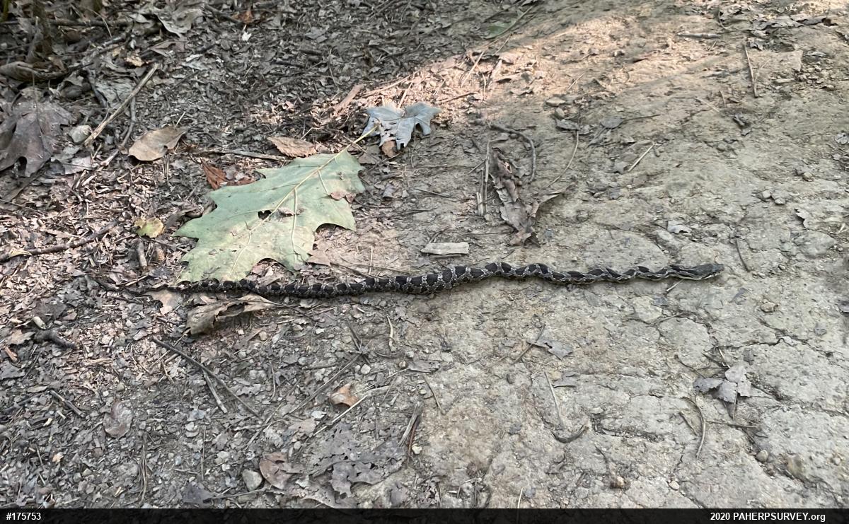 Eastern Ratsnake