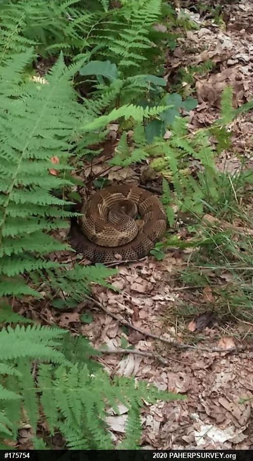 Timber Rattlesnake