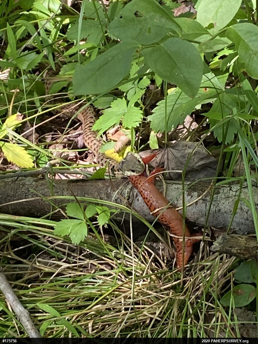 Northern Red Salamander