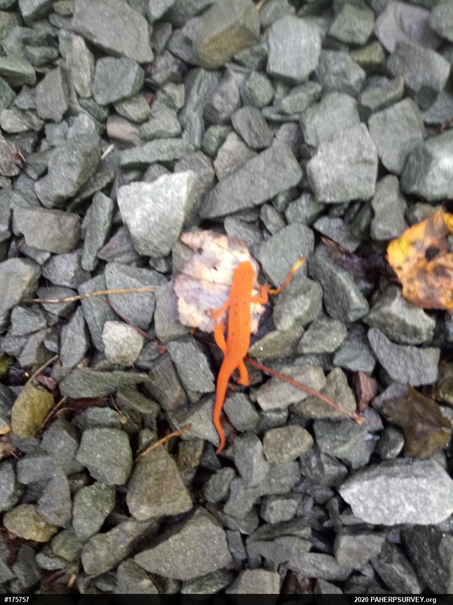 Red-spotted Newt