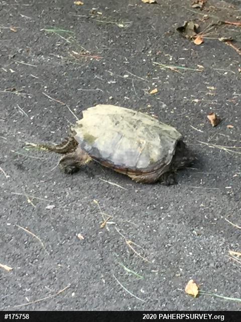 Snapping Turtle