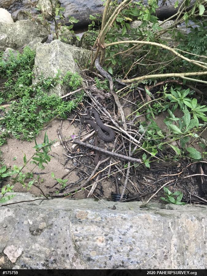 Northern Watersnake