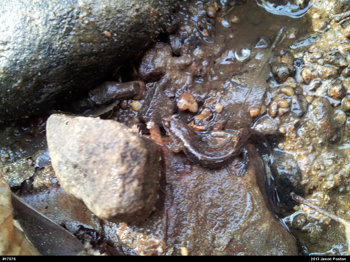 Northern Dusky Salamander