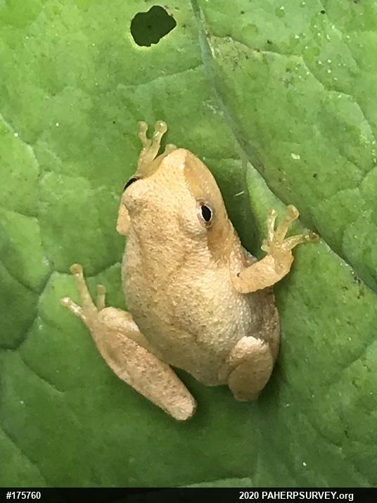 Spring Peeper
